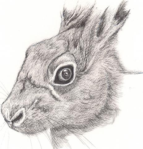 Hare.jpg